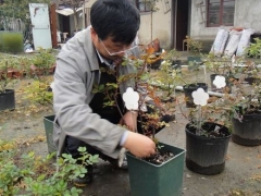 盆栽花卉施肥方法及家庭花卉施肥技巧