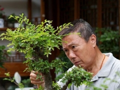 家养盆栽花卉无臭施肥技巧