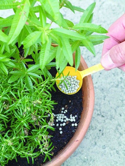 盆栽植物常用肥料及施肥方法