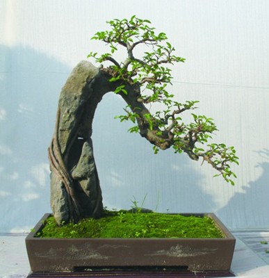 黄杨盆景施肥方法1