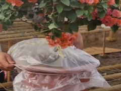 阴雨天怎么给三角梅控水促花