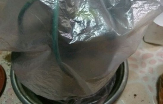 清香木下山桩套袋怎么浇水