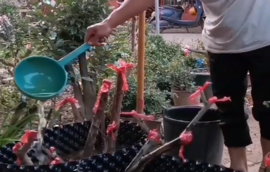种雀梅下山桩多久浇一次水