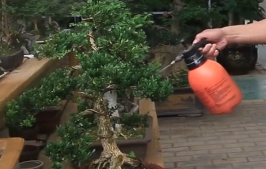 黄杨修根上盆后多久浇水1