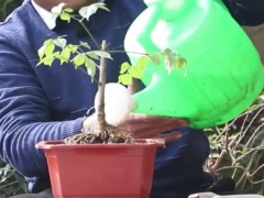 幸福树浇水是沿盆壁吗