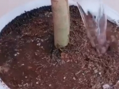 平安树换盆后浇透水吗