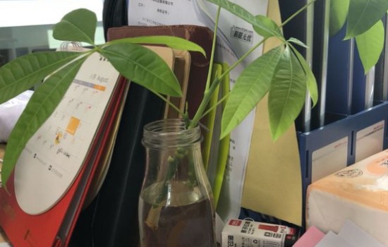 水培发财树用什么水