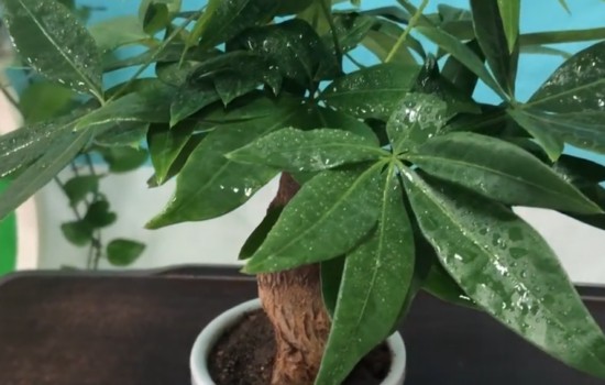 发财树喜欢水大还是喜欢水小