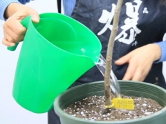 无花果移栽后怎么浇水