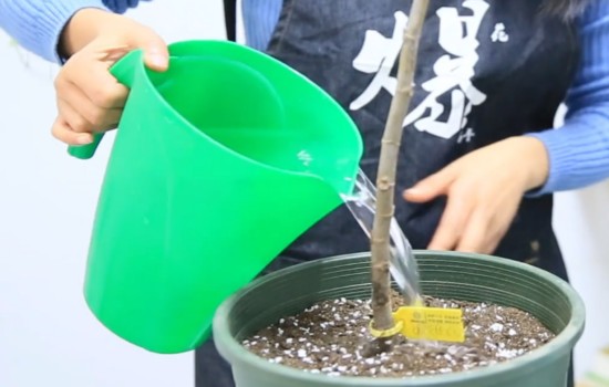 无花果移栽后怎么浇水