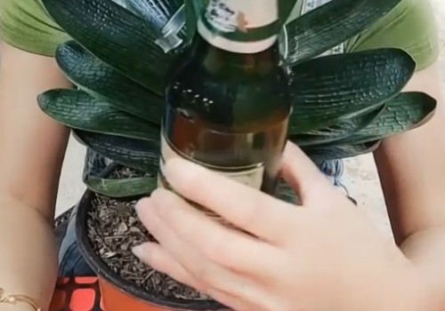 君子兰可以浇啤酒水吗