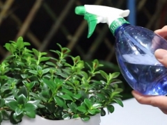 金鱼吊兰开花期间怎样浇水
