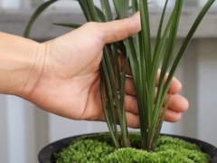 秋天兰花保湿方法