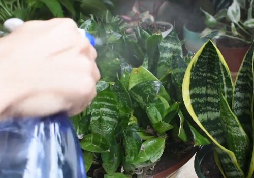 夏天可以给虎皮兰叶子喷水吗