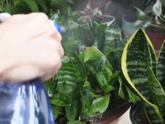 夏天可以给虎皮兰叶子喷水吗