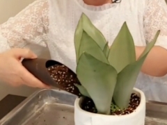 新栽的虎皮兰能浇水吗