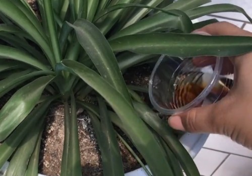 吊兰用酱油浇水可以吗2