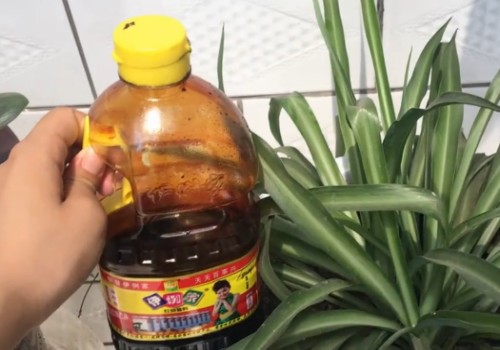 吊兰用酱油浇水可以吗1