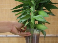 富贵竹水养放多少水