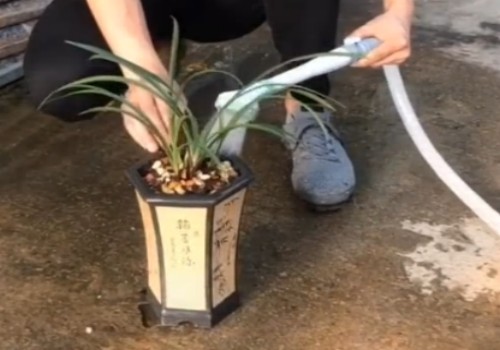 兰花发芽期怎样浇水
