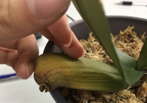 蝴蝶兰缺水有什么症状