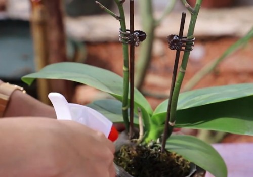 花期蝴蝶兰怎样喷水