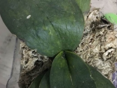 蝴蝶兰缺水后如何补救