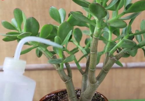 玉树换盆后什么时候浇水