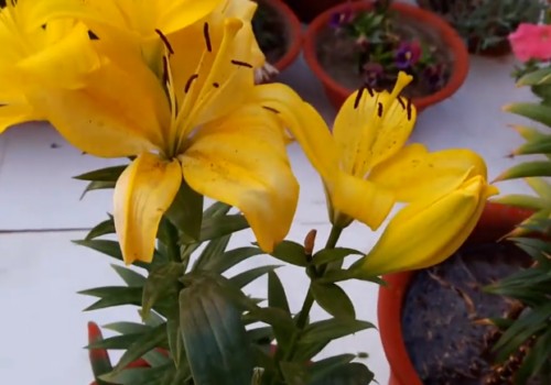 盆栽百合开花期几天浇一次水