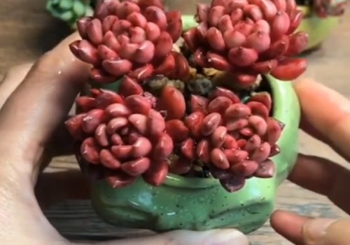 新种的多肉要浇水吗