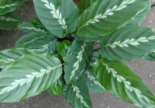 飞羽竹芋几天浇一次水
