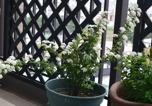 珍珠梅每天都要浇水吗
