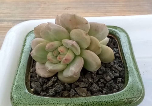 多肉浇水怎么浇-多肉四季浇水方法