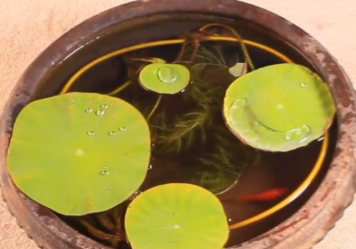 碗莲养鱼怎么换水