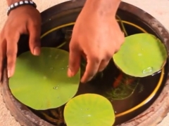碗莲定植后要换水吗