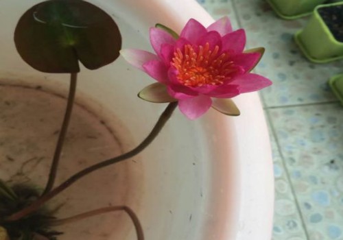 睡莲换水注意事项