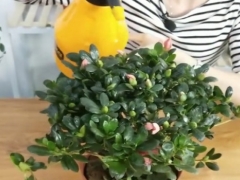 杜鹃开花时能喷水吗