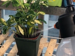 鸭脚木多久浇一次水