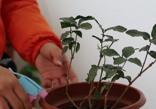茉莉花浇水注意事项