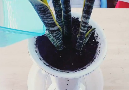 虎皮兰换盆后多久浇水