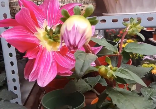 盆栽大丽花如何浇水