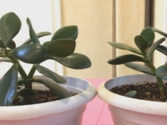 玉树秋季怎么浇水