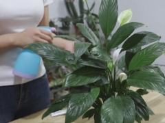 白掌浇水的正确方法