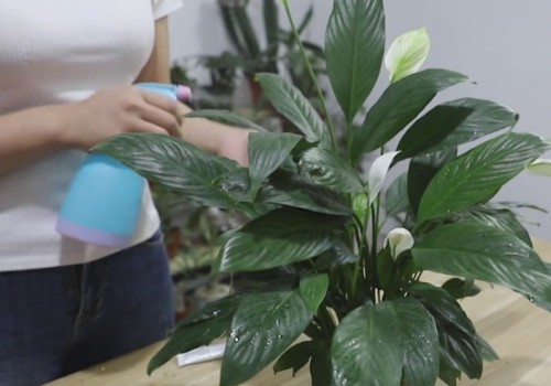 白掌浇水的正确方法