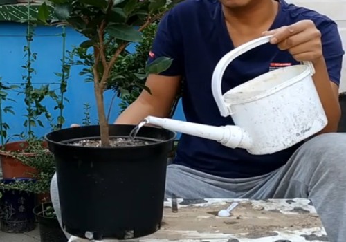 茶花冬季浇水注意事项