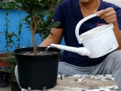 茶花冬季浇水注意事项