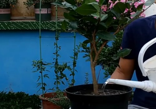 茶花的浇水技巧