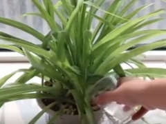 秋季怎么给吊兰浇水可以避免黄叶