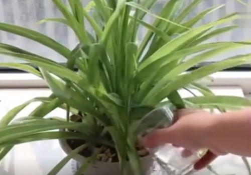 秋季怎么给吊兰浇水可以避免黄叶