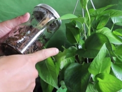 绿萝喜欢茶水吗
